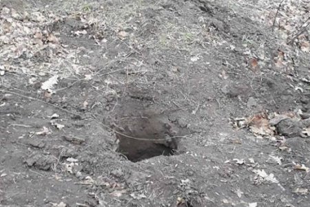 На месте будущего центра для собак деревья вырубать не будут - городские экологи