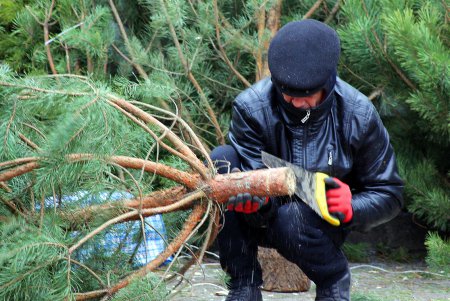 От 100 до 600 гривен: в Одессе открылись елочные базары (фоторепортаж)