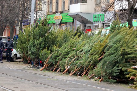 От 100 до 600 гривен: в Одессе открылись елочные базары (фоторепортаж)