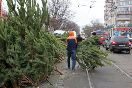 От 100 до 600 гривен: в Одессе открылись елочные базары (фоторепортаж)
