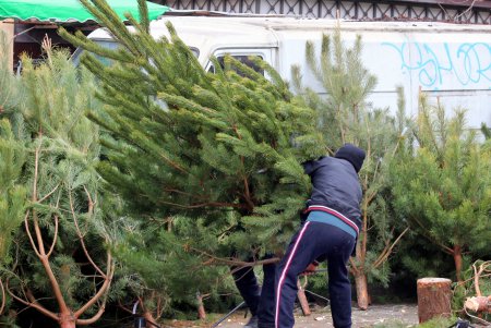 От 100 до 600 гривен: в Одессе открылись елочные базары (фоторепортаж)