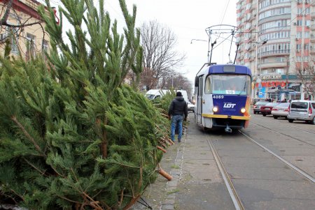 От 100 до 600 гривен: в Одессе открылись елочные базары (фоторепортаж)