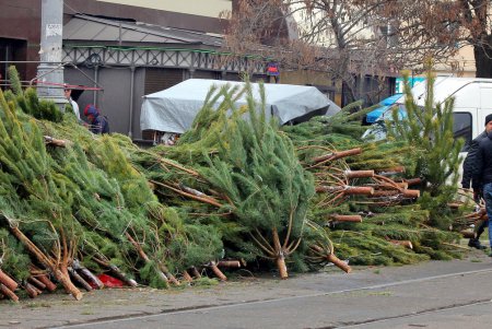 От 100 до 600 гривен: в Одессе открылись елочные базары (фоторепортаж)