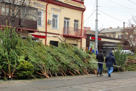 От 100 до 600 гривен: в Одессе открылись елочные базары (фоторепортаж)