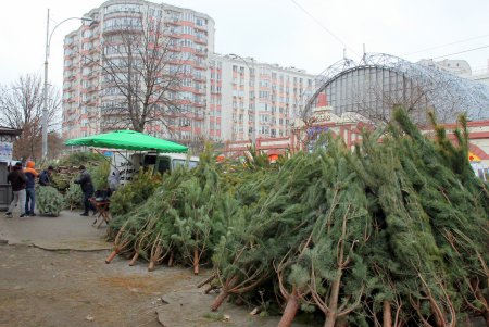 От 100 до 600 гривен: в Одессе открылись елочные базары (фоторепортаж)