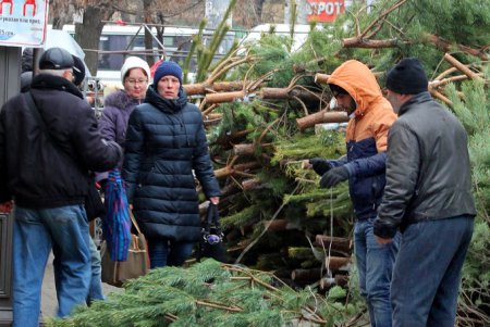 От 100 до 600 гривен: в Одессе открылись елочные базары (фоторепортаж)