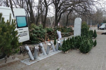 Почти вся торговля елками в Одессе ведется законно