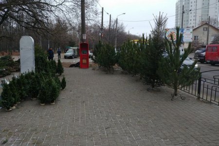 Почти вся торговля елками в Одессе ведется законно