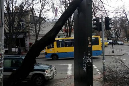 Деревопад в Одессе: коммунальщики ликвидируют последствия непогоды (фото)