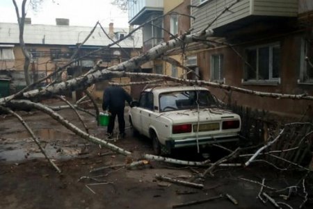 Деревопад в Одессе: коммунальщики ликвидируют последствия непогоды (фото)