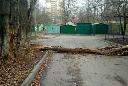 Деревопад в Одессе: коммунальщики ликвидируют последствия непогоды (фото)