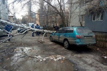 Деревопад в Одессе: коммунальщики ликвидируют последствия непогоды (фото)