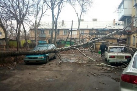 Деревопад в Одессе: коммунальщики ликвидируют последствия непогоды (фото)