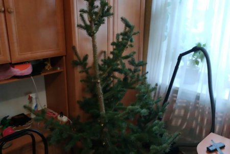 Варварский подарок: житель Одесской области спилил верхушку елки для любимой девушки