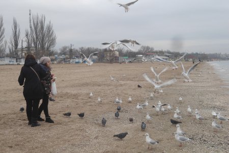 Зимняя Лузановка: чайки, коты и пустые кафешки (фоторепортаж)