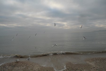 Зимняя Лузановка: чайки, коты и пустые кафешки (фоторепортаж)