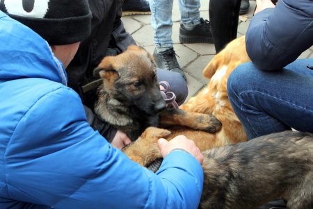 В Одессе владельцы собак и их питомцы провели акцию в поддержку строительства кинологического центра (фоторепортаж)