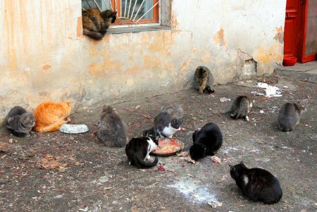 Коты дома Попудова (фоторепортаж)