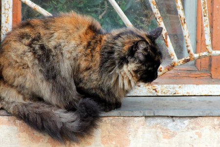 Коты дома Попудова (фоторепортаж)