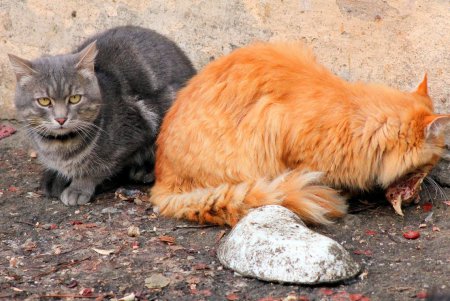 Коты дома Попудова (фоторепортаж)