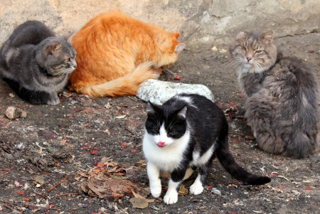 Коты дома Попудова (фоторепортаж)