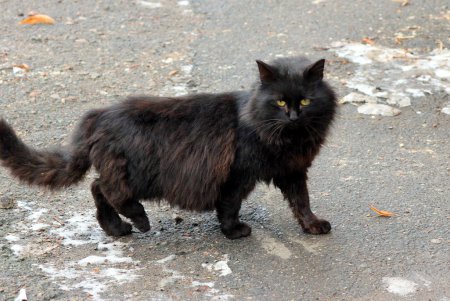 Коты дома Попудова (фоторепортаж)
