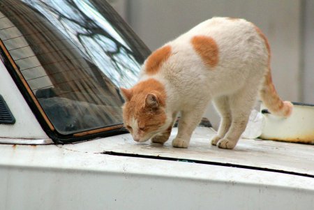 Коты дома Попудова (фоторепортаж)