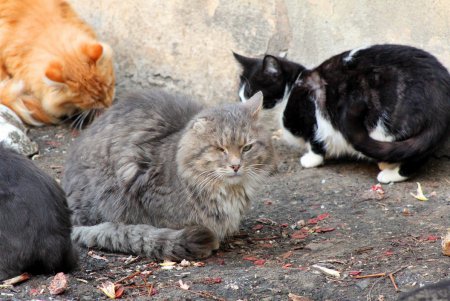 Коты дома Попудова (фоторепортаж)