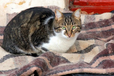 Коты дома Попудова (фоторепортаж)