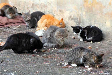Коты дома Попудова (фоторепортаж)