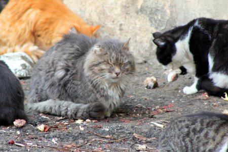 Коты дома Попудова (фоторепортаж)