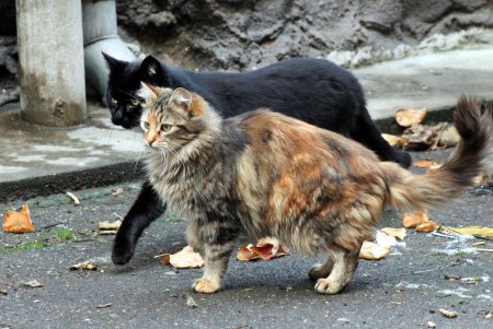 Коты дома Попудова (фоторепортаж)