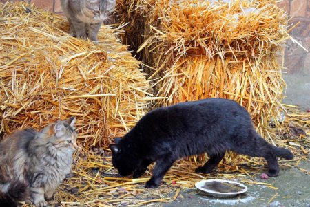 Коты дома Попудова (фоторепортаж)