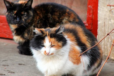 Коты дома Попудова (фоторепортаж)
