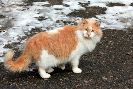 Коты дома Попудова (фоторепортаж)