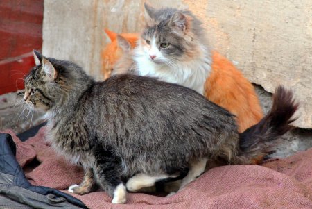 Коты дома Попудова (фоторепортаж)