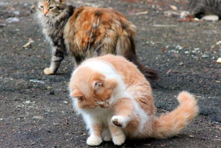 Коты дома Попудова (фоторепортаж)