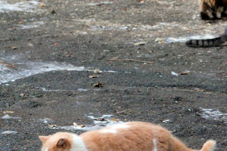 Коты дома Попудова (фоторепортаж)