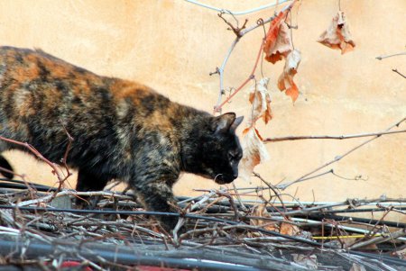 Коты дома Попудова (фоторепортаж)