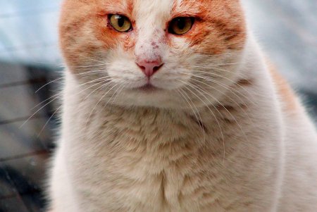 Коты дома Попудова (фоторепортаж)