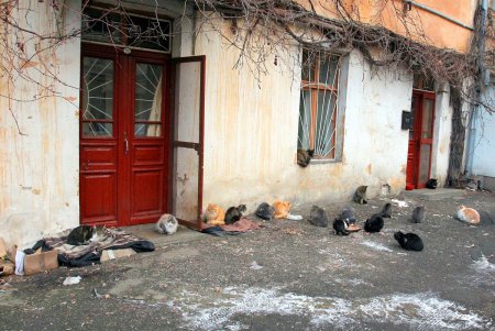 Коты дома Попудова (фоторепортаж)