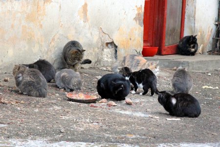 Коты дома Попудова (фоторепортаж)