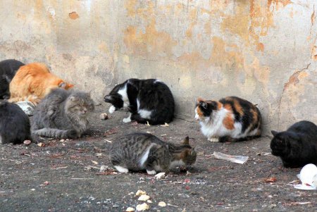 Коты дома Попудова (фоторепортаж)