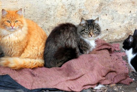 Коты дома Попудова (фоторепортаж)