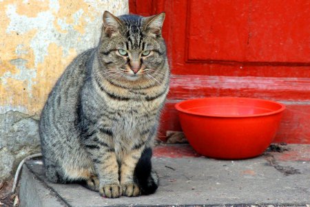 Коты дома Попудова (фоторепортаж)