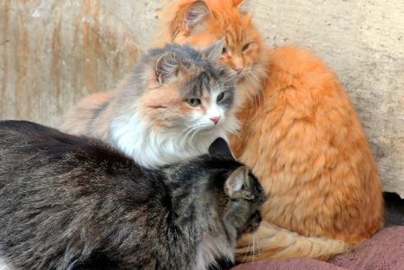 Коты дома Попудова (фоторепортаж)