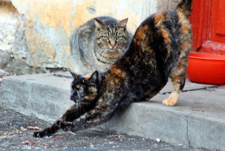 Коты дома Попудова (фоторепортаж)