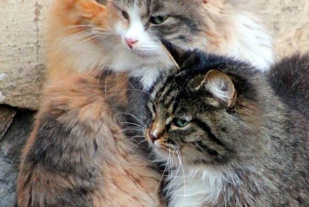 Коты дома Попудова (фоторепортаж)