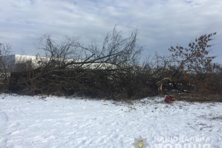 Под Одессой незаконно вырубили деревья