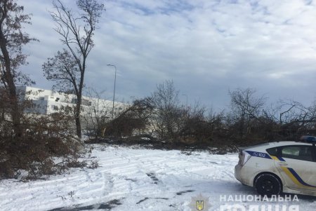 Под Одессой незаконно вырубили деревья